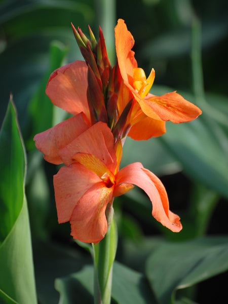 Canna Cannova® Orange (Canna Lily)