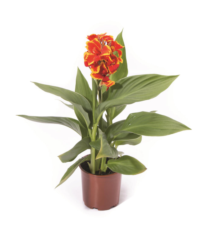 Canna Cannova® Red Golden Flame (Canna Lily)