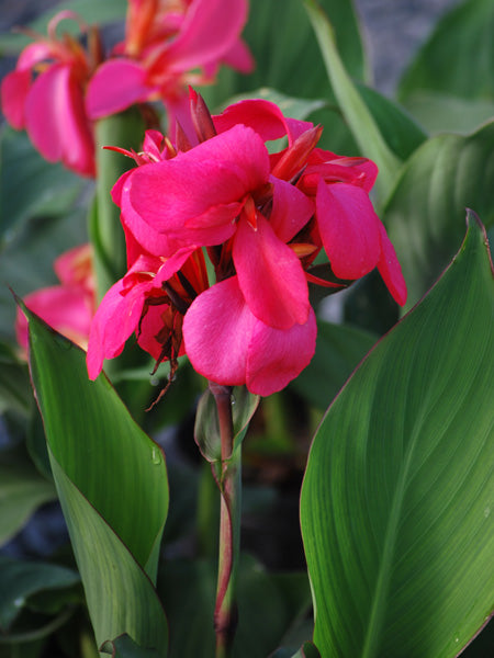 Canna Cannova® Rose (Canna Lily)