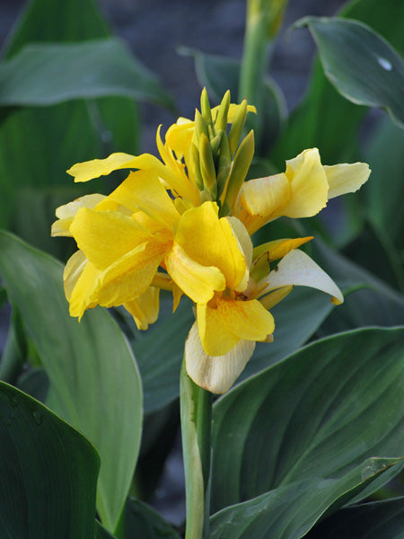 Canna Cannova® Yellow (Canna Lily)