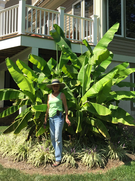 Musa basjoo (Hardy Japanese Banana)