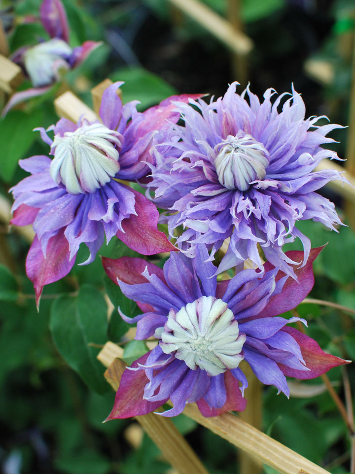 Clematis x viticella Diamantina™ (Regal® Series Hybrid Clematis)