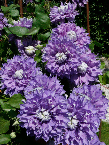 Clematis x viticella Diamantina™ (Regal® Series Hybrid Clematis)