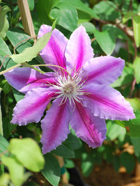 Clematis 'Dr. Ruppel' (Hybrid Clematis)