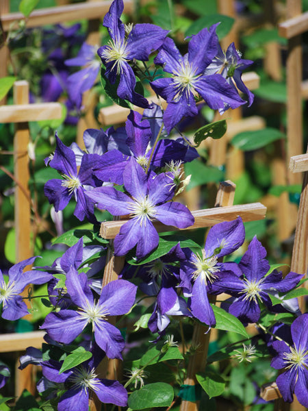 Clematis 'Jackmanii' (Hybrid Clematis)