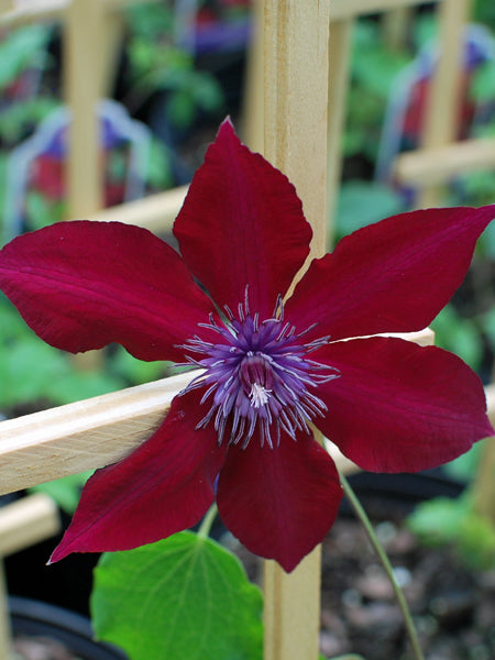 Clematis Boulevard® Nubia™ (Clematis Hybrid)