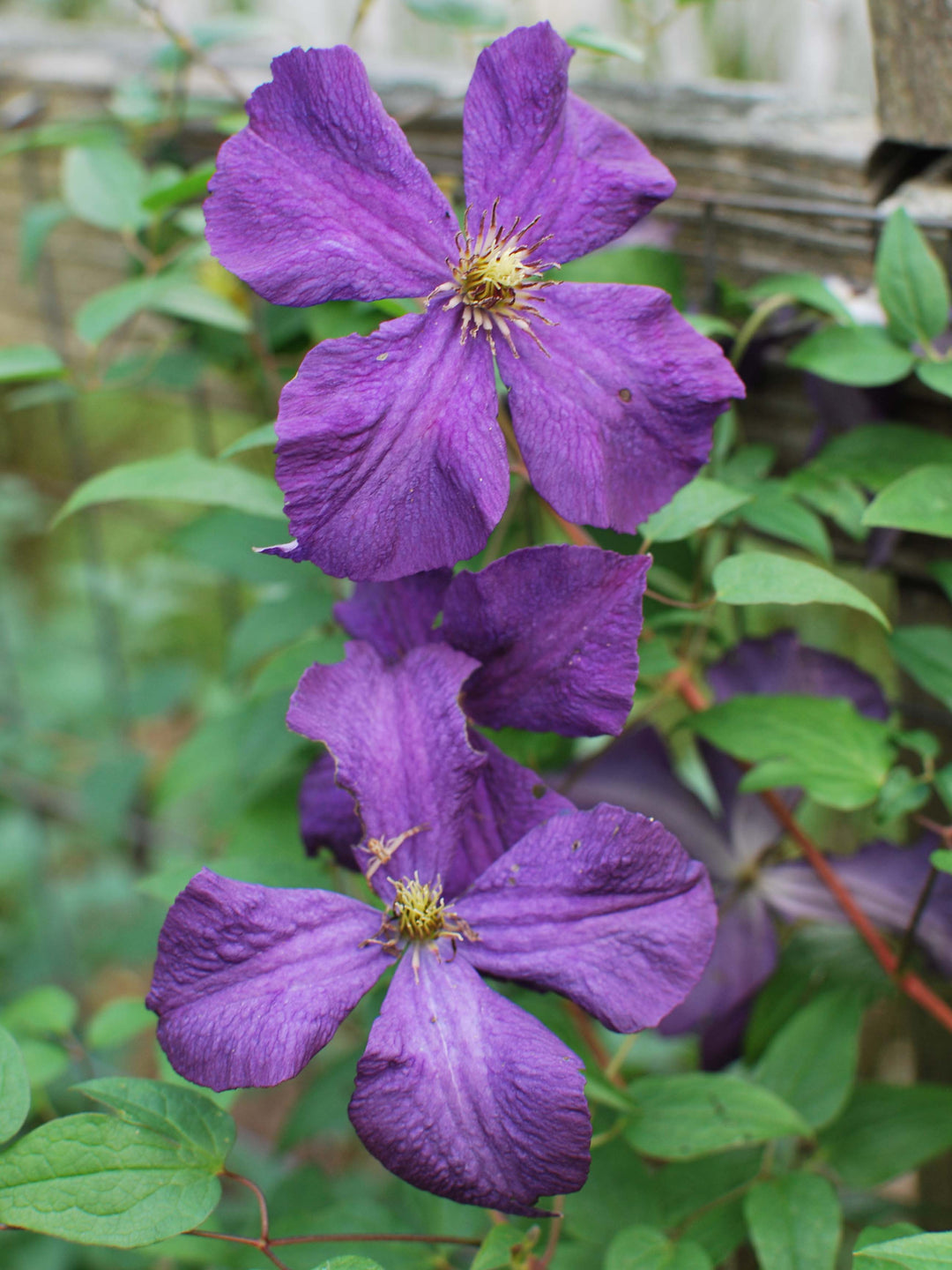 Clematis 'Polish Spirit' (Hybrid Clematis)