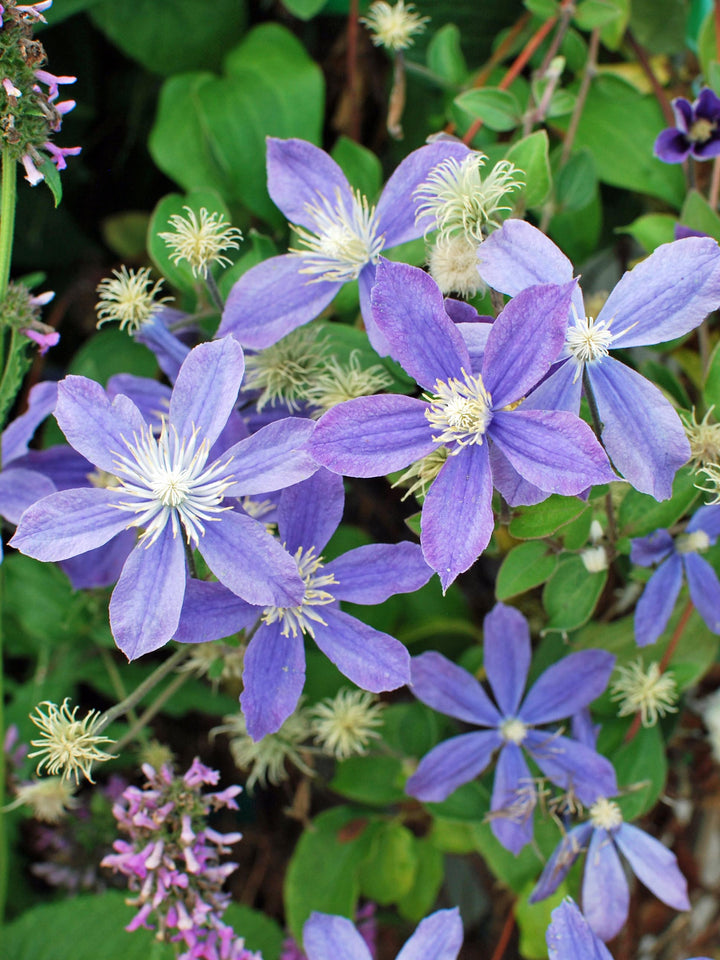 Clematis 'Arabella' (Hybrid Clematis)