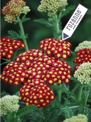 Achillea millefolium 'Strawberry Seduction' (Yarrow) perennial