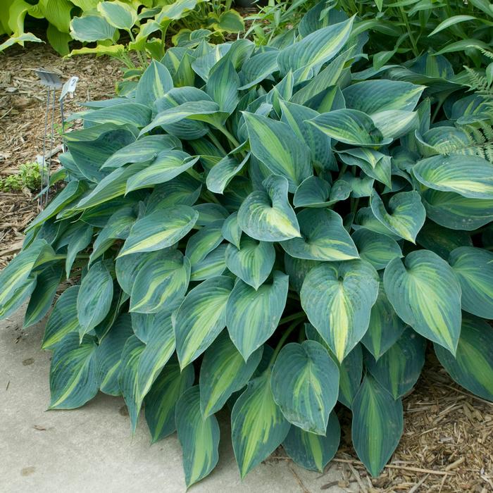 Hosta x 'June' (Plantain Lily)