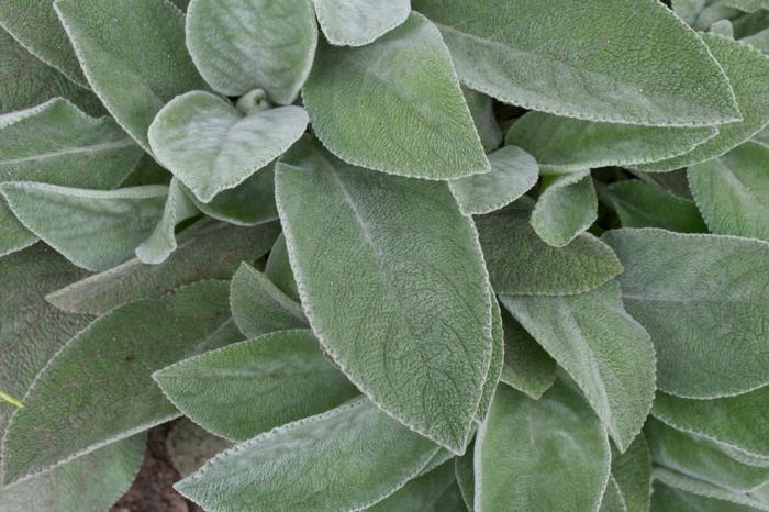 Stachys byzantina 'Helene von Stein' (Lamb's Ear)