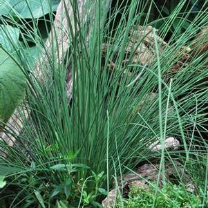 Blue-Green Rush (Juncus inflexus 'Blue Arrows'), grass