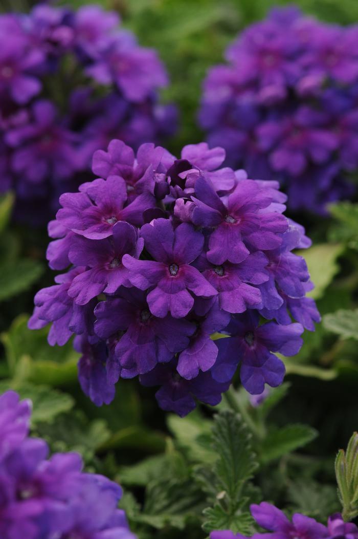 Verbena EnduraScape™ Purple (Vervain)