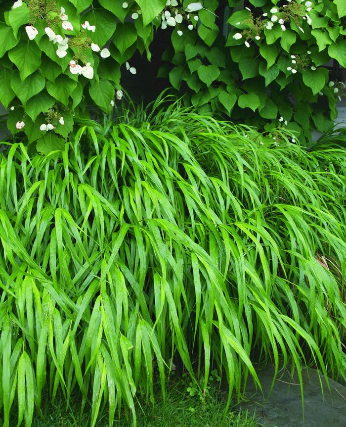 Hakonechloa macra (Japanese Forest Grass)