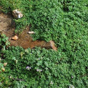 Elfin Thyme (Thymus serpyllum 'Elfin')