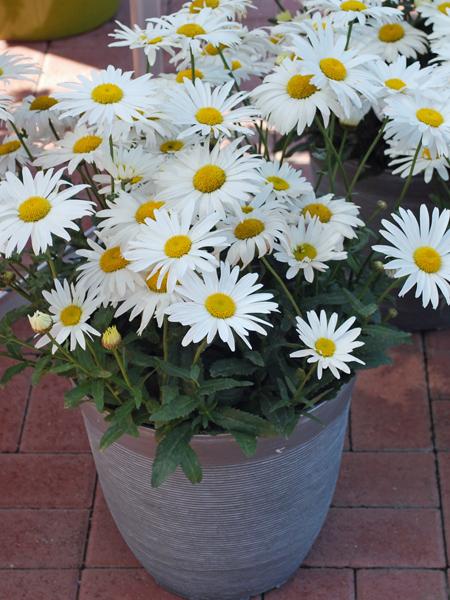 Leucanthemum x s. 'Madonna' (Dwarf Shasta Daisy)