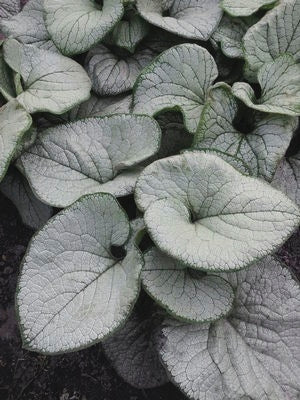 Silver Heart Forget-me-not (Brunnera macrophylla 'Silver Heart')