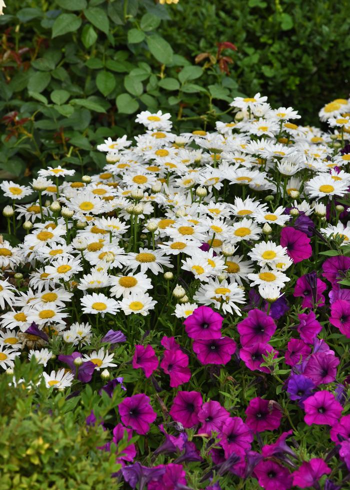 Leucanthemum x s. 'Madonna' (Dwarf Shasta Daisy)