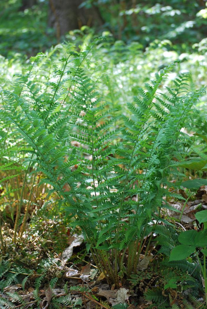 Evergreen Wood Fern (Dryopteris marginalis)