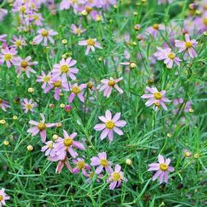 Coreopsis rosea 'American Dream' (Tickseed), purple flowers