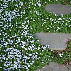 blue star creeper lawn