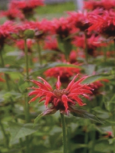 Monarda didyma 'Jacob Cline' (Bee Balm)