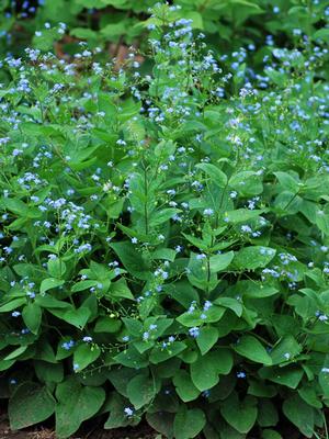 Dwarf Anchusa (Brunnera macrophylla)