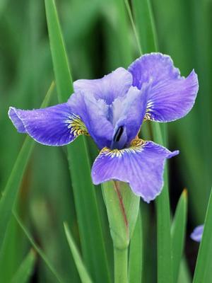 Iris sibirica 'Silver Edge' (Siberian Iris)