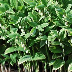 Variegated Solomon's Seal (Polygonatum odoratum 'Variegatum')