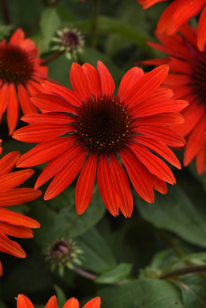 Echinacea Sombrero® Sangrita (Coneflower), red flower