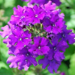 Verbena EnduraScape™ Purple (Vervain)