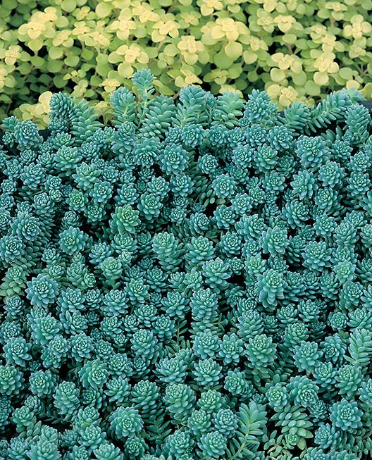 Sedum dasyphyllum 'Major' (Stonecrop)