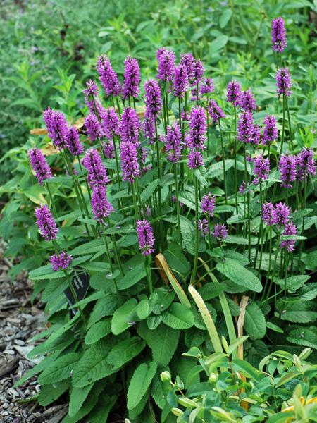 Alpine Betony (Stachys monieri 'Hummelo') perennial