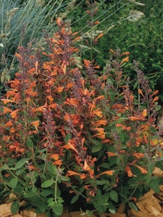 Agastache aurantiaca 'Tango' (Hummingbird Mint) perennial