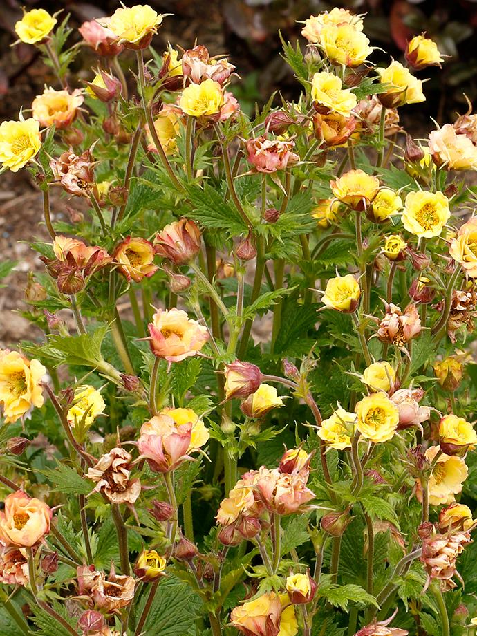 Geum Tempo™Yellow (Avens)