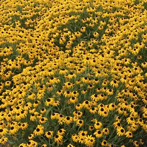 Rudbeckia x 'American Gold Rush' (Black-eyed Susan)