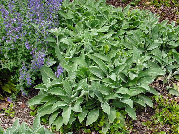 Stachys byzantina 'Helene von Stein' (Lamb's Ear)