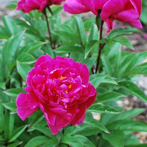 Paeonia lactiflora 'Victoire de la Marne' (Garden Peony)