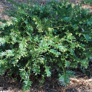 Japanese Plum Yew (Cephalotaxus harringtonia 'var. drupacea')