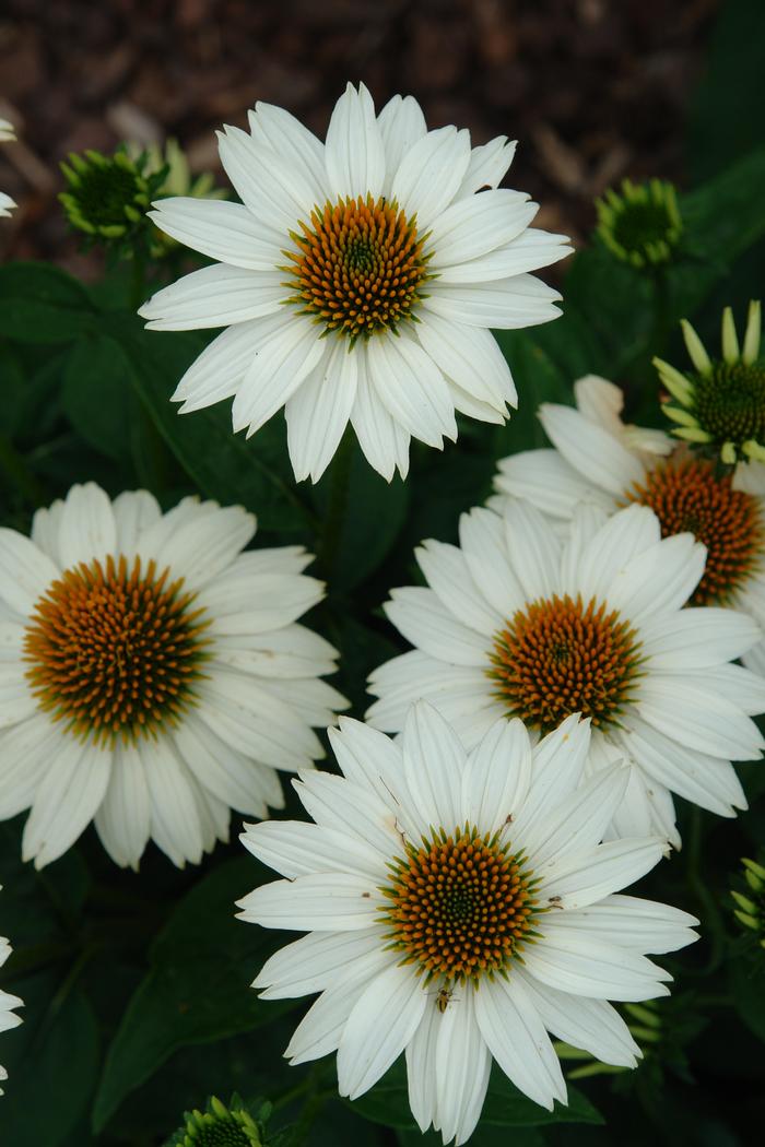 Echinacea x purpurea 'PowWow White' (Coneflower), white flowers