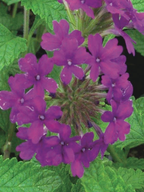 Verbena x 'Homestead Purple' (Vervain)