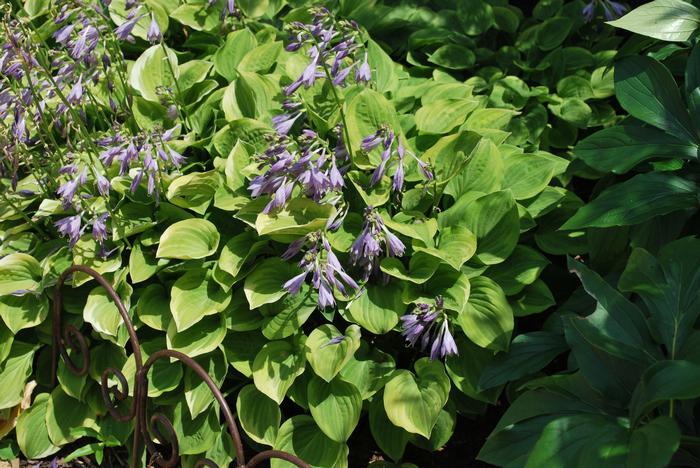 Hosta x 'Golden Tiara' (Plantain Lily)