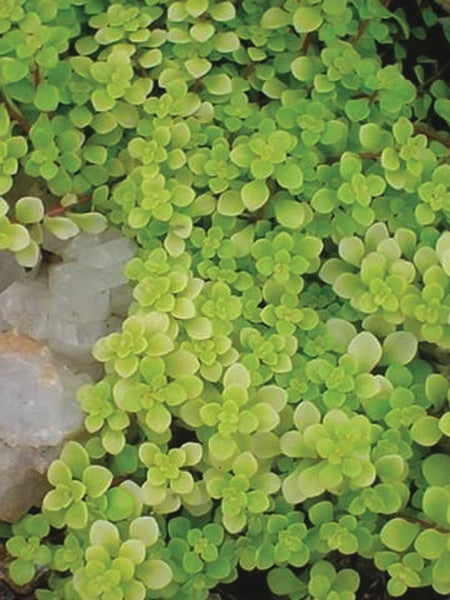 Sedum makinoi 'Ogon' (Stonecrop)