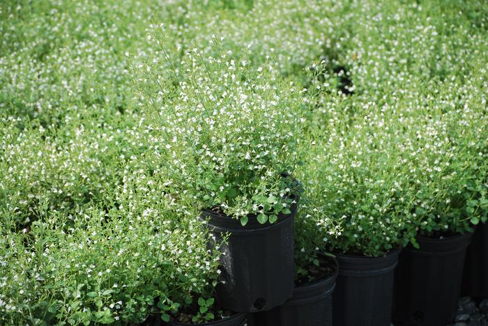 Calamintha nepeta 'White Cloud' (Calamint)