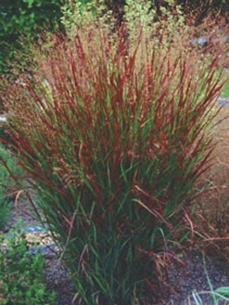 Red Switchgrass (Panicum virgatum 'Rotstrahlbusch')