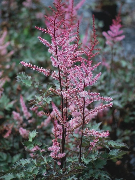 Astilbe x 'Delft Lace' (False Spirea),pink flowers