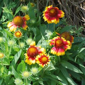 Gaillardia x grandiflora 'Arizona Sun' (Blanket Flower)