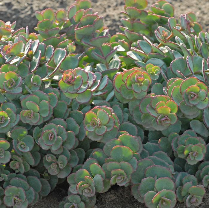 Sedum sieboldii (Stonecrop)