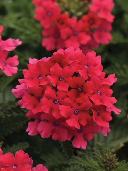 Verbena EnduraScape™Hot Pink (Vervain)