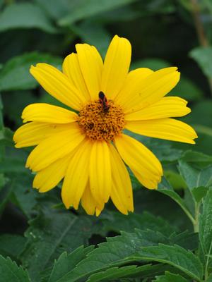 Heliopsis helianthoides 'Summer Sun' (False Sunflower)